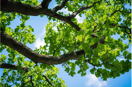 Bright green oak leaves and branches, a Nature Photo by Lermont51