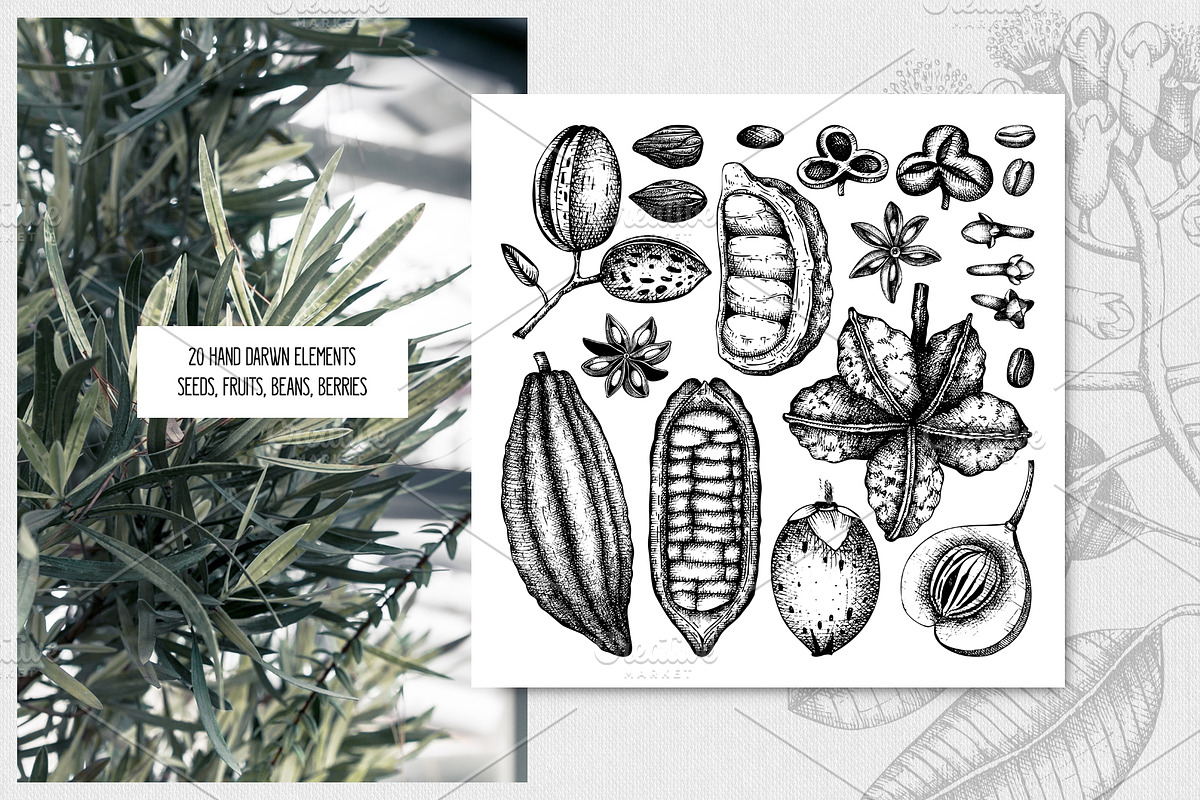 Exotic plant and fruit sketches set, a Food Illustration by Yevheniia (Photo 10 of 11)