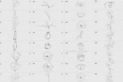 Procreate flower stamp, anemones, a Brush Add-On by AnnaPolitmerskaja (Thumbnail 4 of 6)