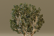 The Black Board Tree, a Plants & Tree 3D Model by FuturePastCreatives (Thumbnail 5 of 6)