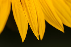 Petals of a sunflower close-up.