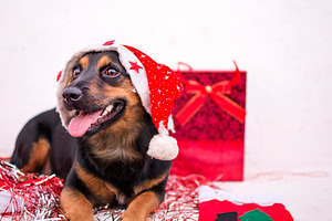 dog ​​withChristmas hat and gifts