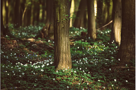Flowering green forest with white, a Nature Photo by Nature and travel