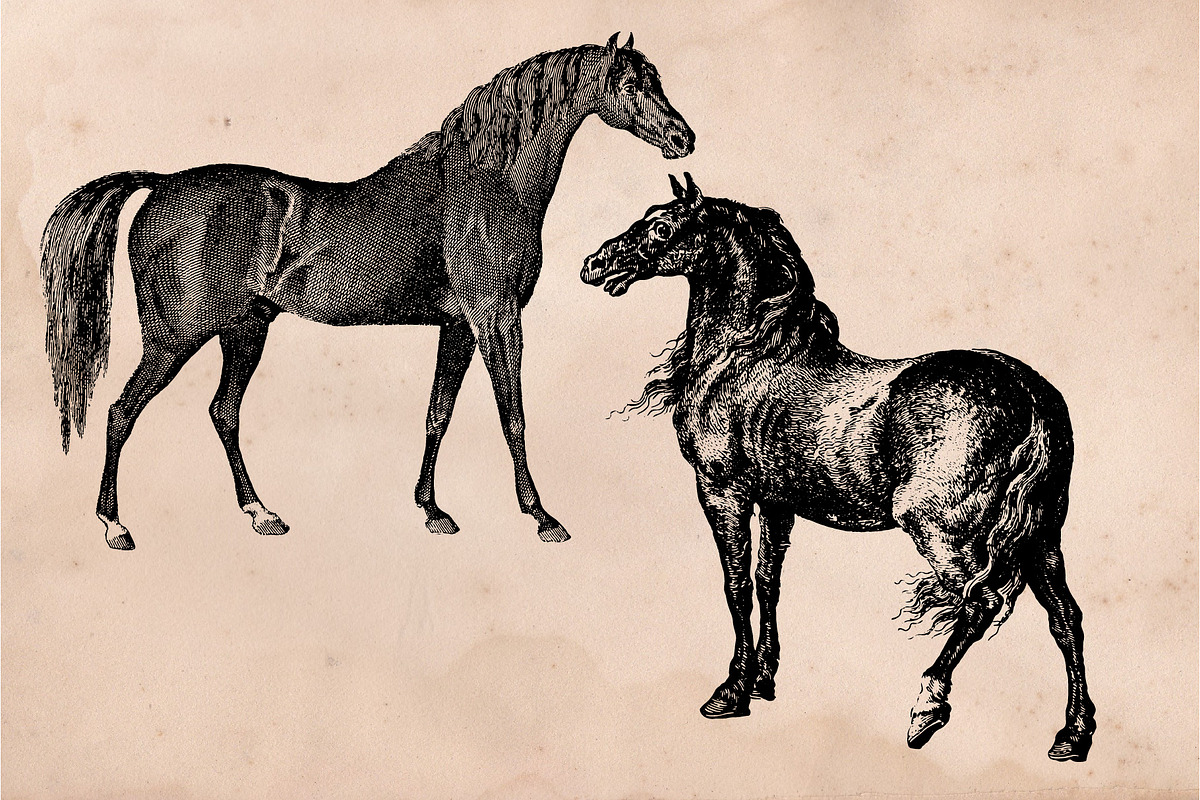 The Horse Collection, an Animal Illustration by Bayford Design