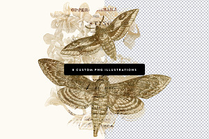 Gold Vintage Moths Illustration Pack