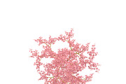 Filipendula rubra, a Plants & Tree 3D Model by AndrewWhite (Thumbnail 2 of 11)