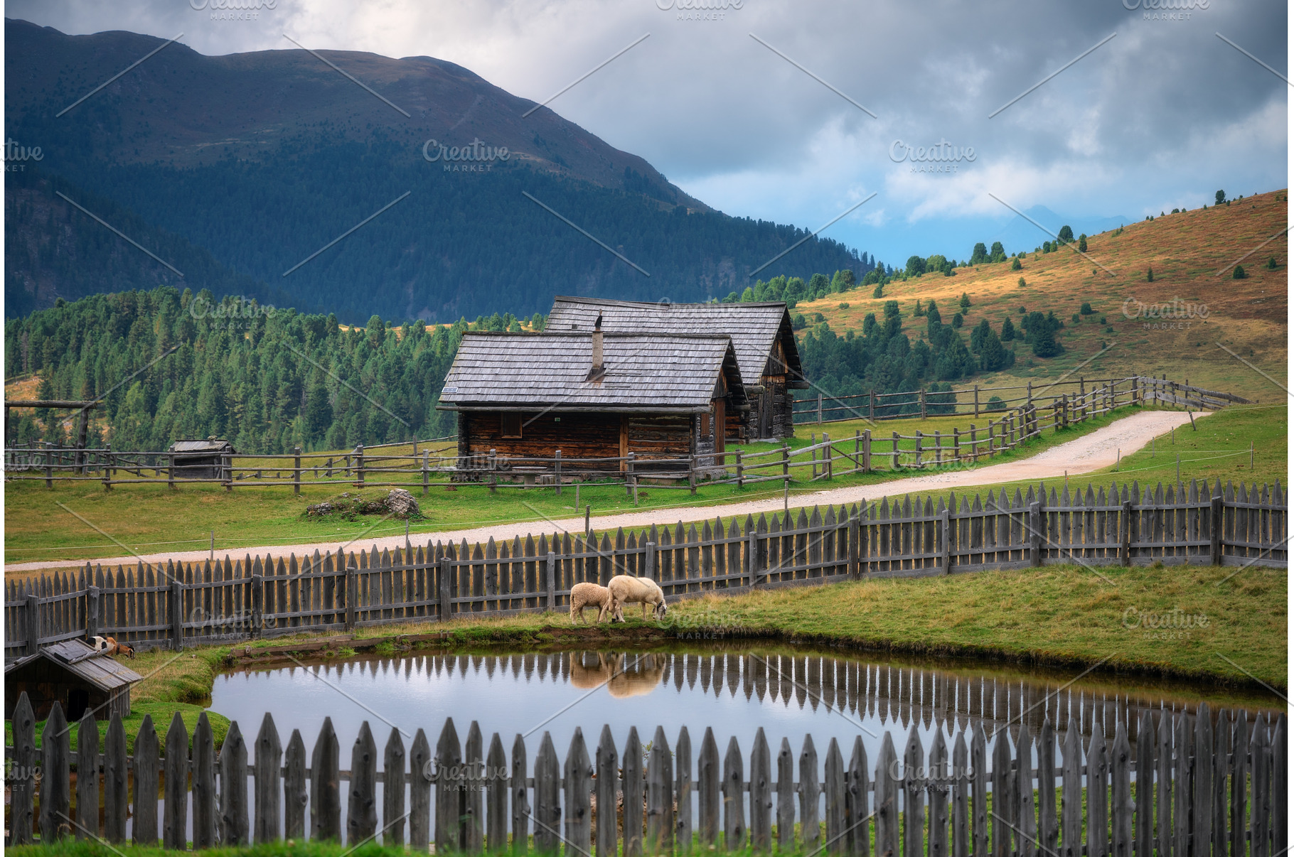 Two sheep drinking water near small, an Animal Photo by den-belitsky