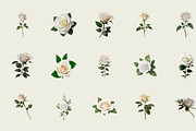 70 Watercolor White Rose PNG Clipart, a Graphic by Graphicspixel (Thumbnail 3 of 11)