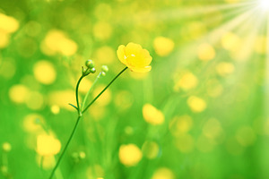 Yellow flower on green field, a Nature Photo by Vapi