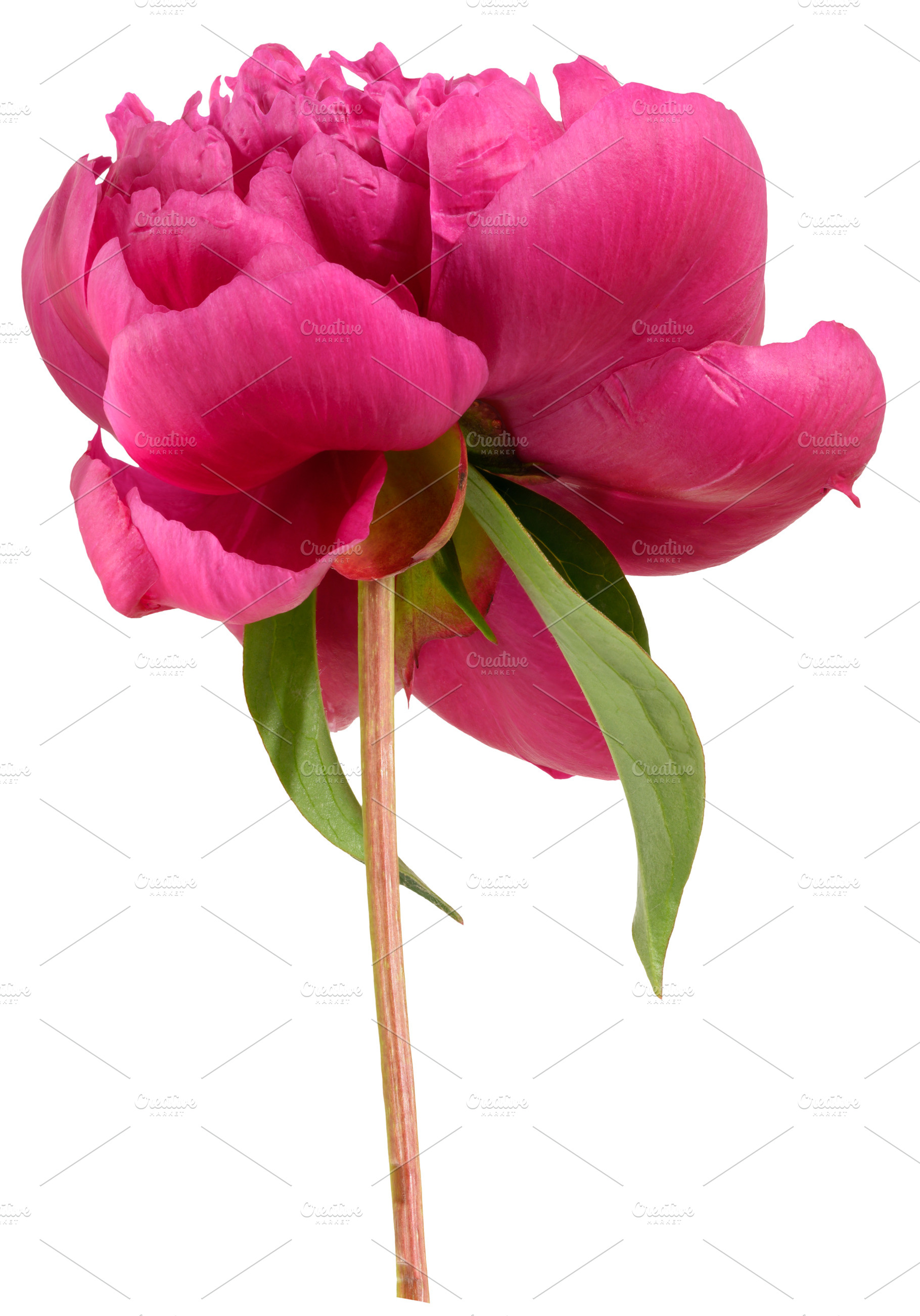 Blooming red peony bud on stem on isolated background, a Nature Photo by ndanko