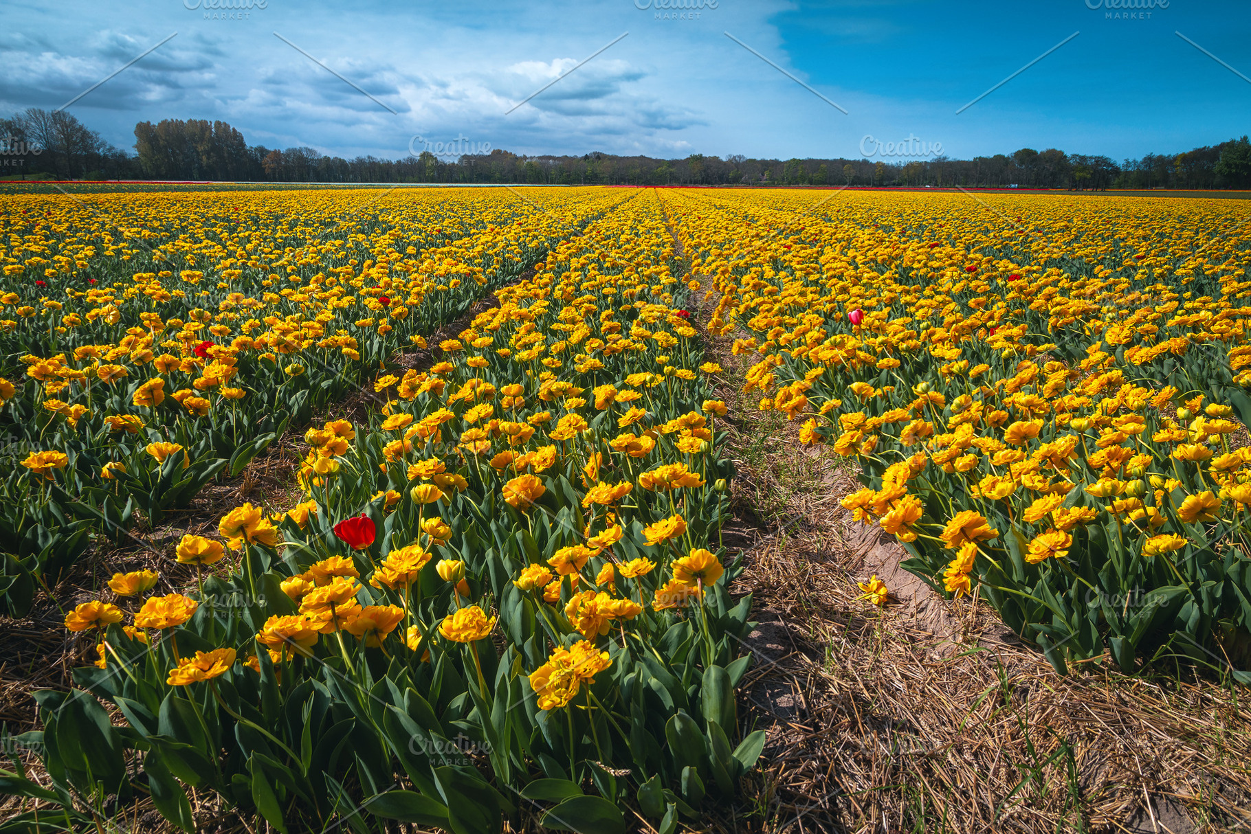 Blooming yellow tulips near Lisse, a Nature Photo by Alpine Dreams