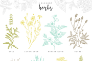 Herbalitica Vol.2 Flower Set, a Healthcare Illustration by eclosque (Thumbnail 10 of 12)