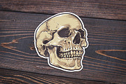 Anatomic Skulls | Vector Pack, a Decorative Illustration by Vecster (Thumbnail 7 of 8)