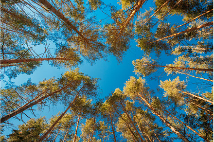 Autumn Pine Coniferous Forest Trees, a Nature Photo by Our Amazing World