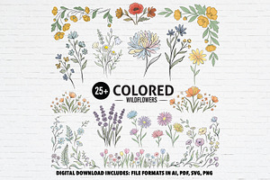Hand Drawn Colored Wildflower, a Decorative Illustration by Guavanaboy