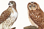 Watercolor Birds and their Nests PNG, an Illustration by svetodesign (Thumbnail 4 of 4)