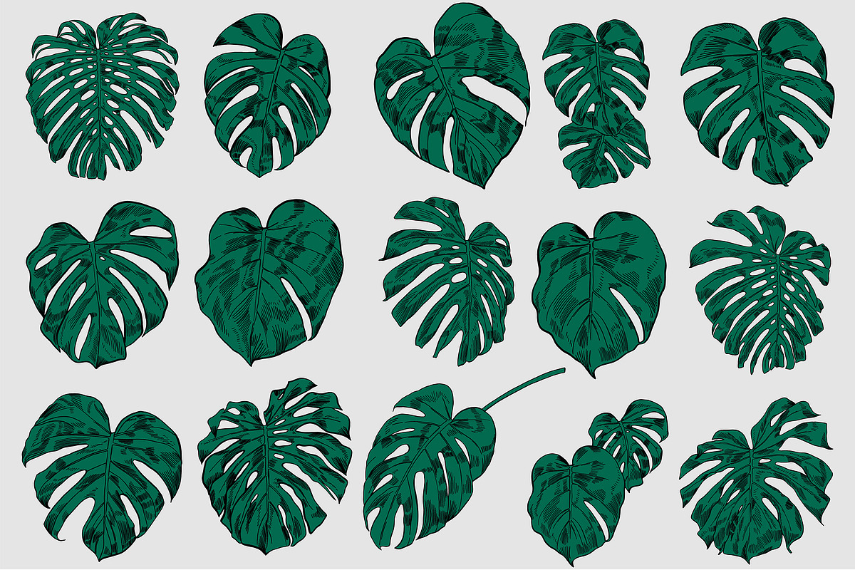 Green MONSTERA Leaves, an Illustration by Tanya Akhmett (Photo 8 of 8)