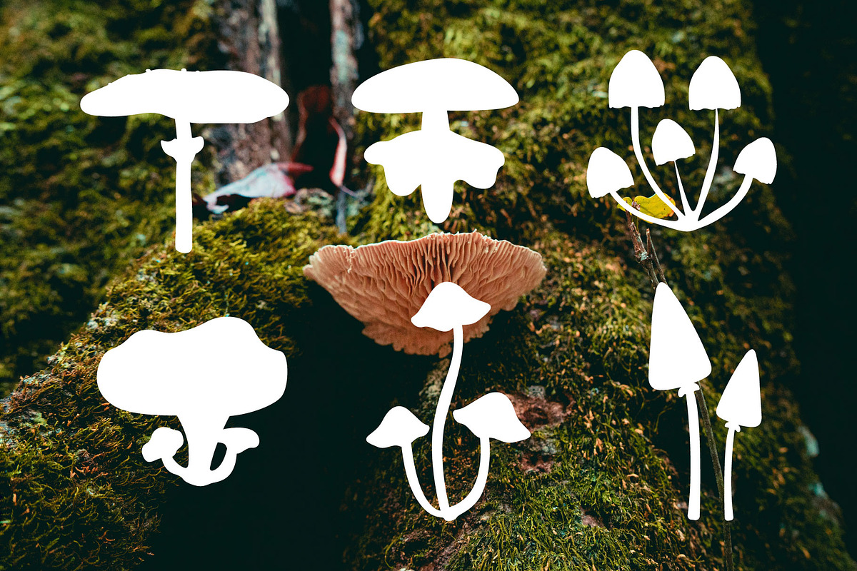 Autumn forest vector bundle, an Animal Illustration by Luamor (Photo 7 of 13)