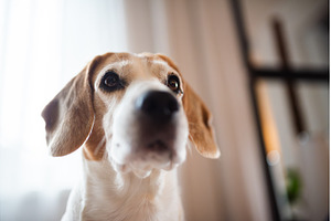 Beagle dog closeup , looking ahead, an Animal Photo by MadPhotos