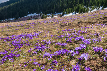 Blooming purple violet Crocus heuffelianus (Crocus vernus) alpin, a Nature Photo by YuriyB