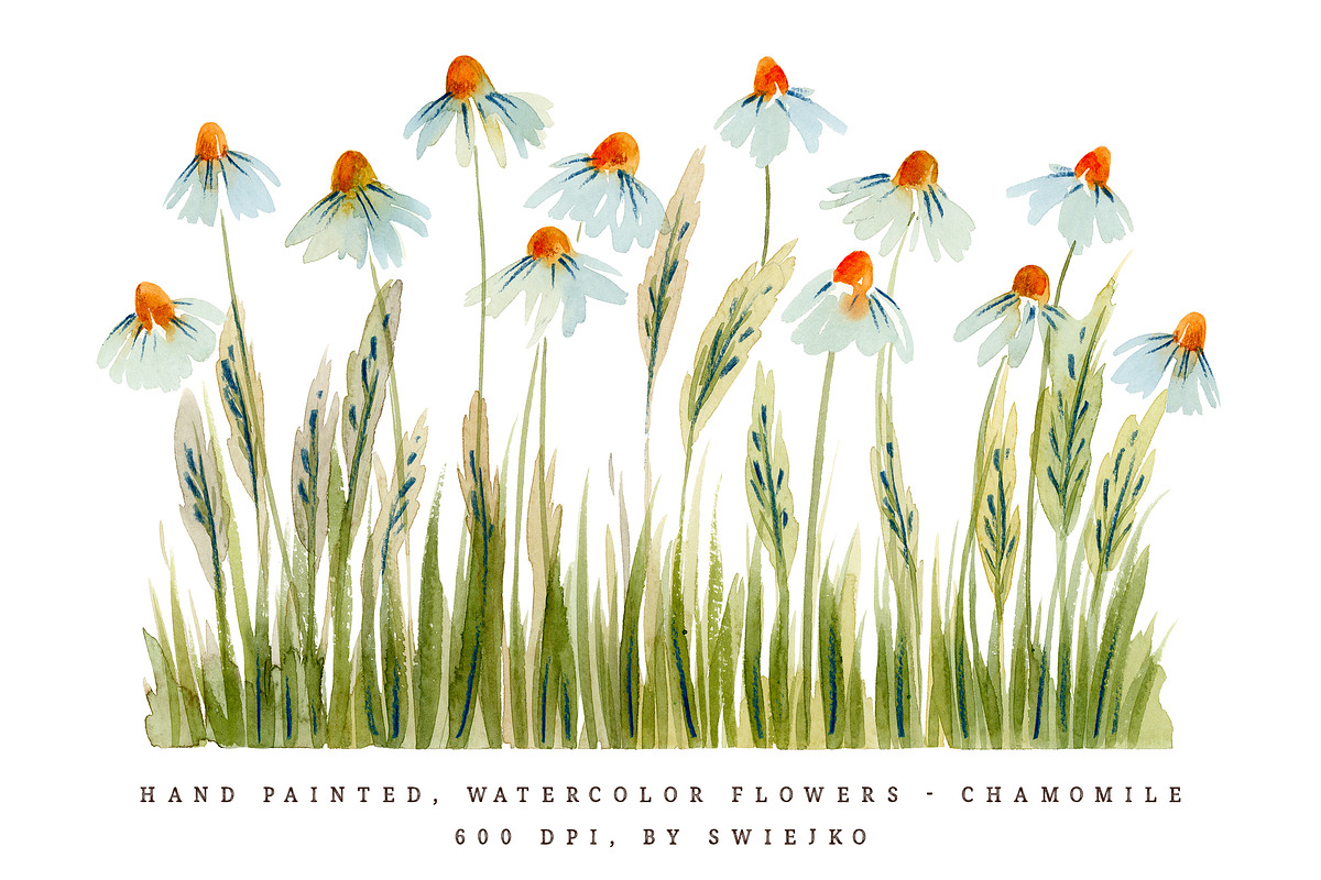 Watercolor Flowers - Chamomile, an Illustration by swiejko (Photo 1 of 6)