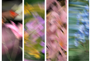 +38 Petal Haze Dreamy Blurred Flower, a Background Graphic by The Journey Atelier (Thumbnail 16 of 17)