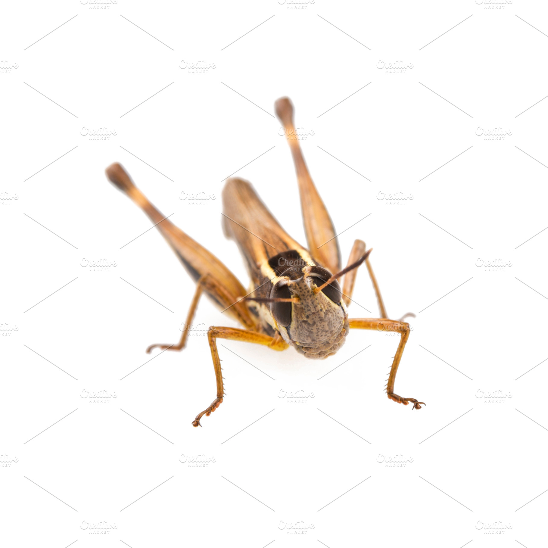 Grasshopper, an Animal Photo by THP Creative