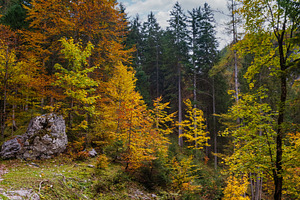 Peaceful autumn Alps mountain forest view. Near Gosauseen or Vor, a Nature Photo by YuriyB