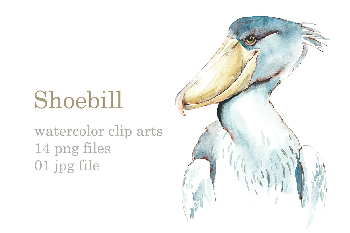 Watercolor Sketches Shoebill, an Animal Illustration by Budogoshch (Photo 1 of 6)