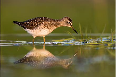 A Hunting Wood Sandpiper Takes a