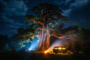 30 Magical Tree Forest Images, a Nature Photo by h.utomo (Thumbnail 25 of 30)