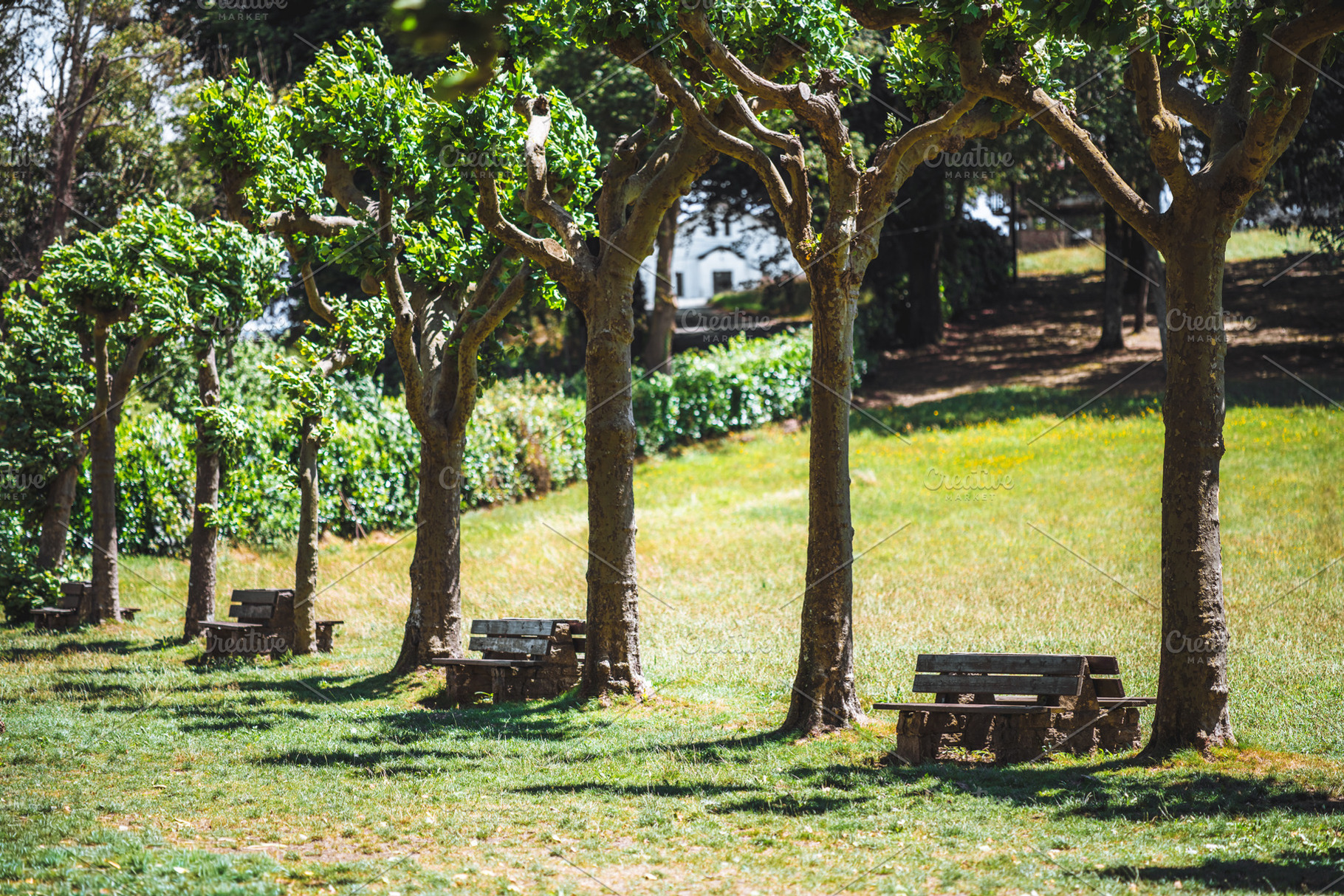 Sunny park benches in shade, a Sports & Recreation Photo by SkyNext
