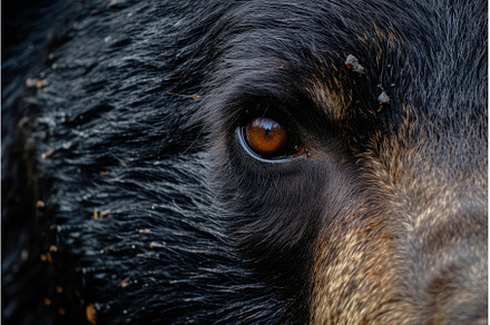 Intense Bear eye closeup wildlife, an Animal Photo by Ylivdesign