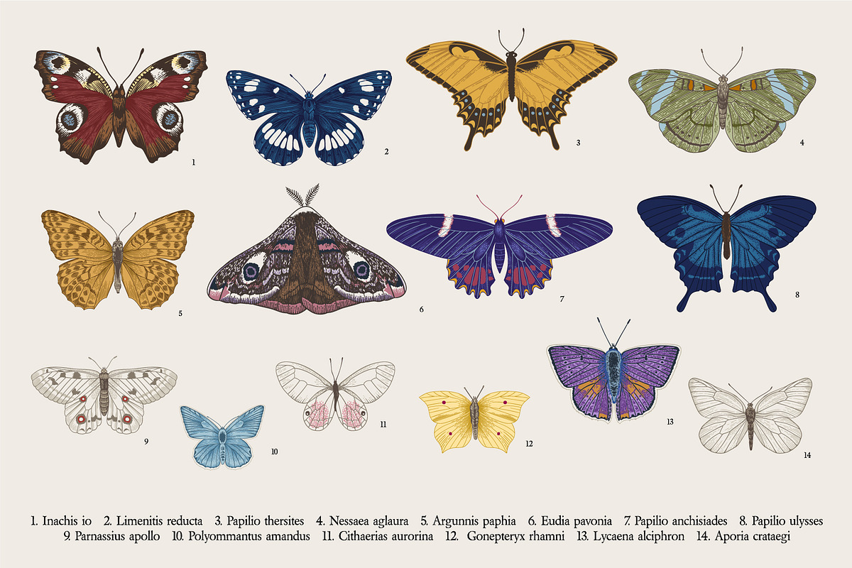 Wild Roses, a Decorative Illustration by olga.korneeva (Photo 10 of 24)