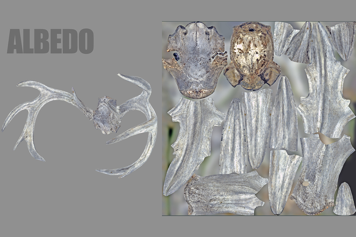 Deer Horns, an Animal 3D Model by Beatheart Creative Studio (Photo 11 of 17)