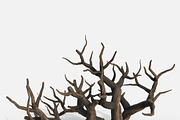 Aquarium Snag Banches V1, an Environmental 3D Model by AndrewWhite (Thumbnail 3 of 8)