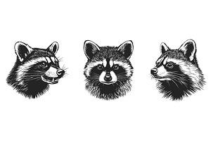 Racoon portrait set. Angle side and, an Object Illustration by Valerie Bodnar