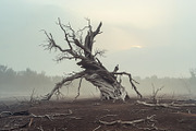 48 Dying Tree Images, a Nature Photo by h.utomo (Thumbnail 22 of 48)