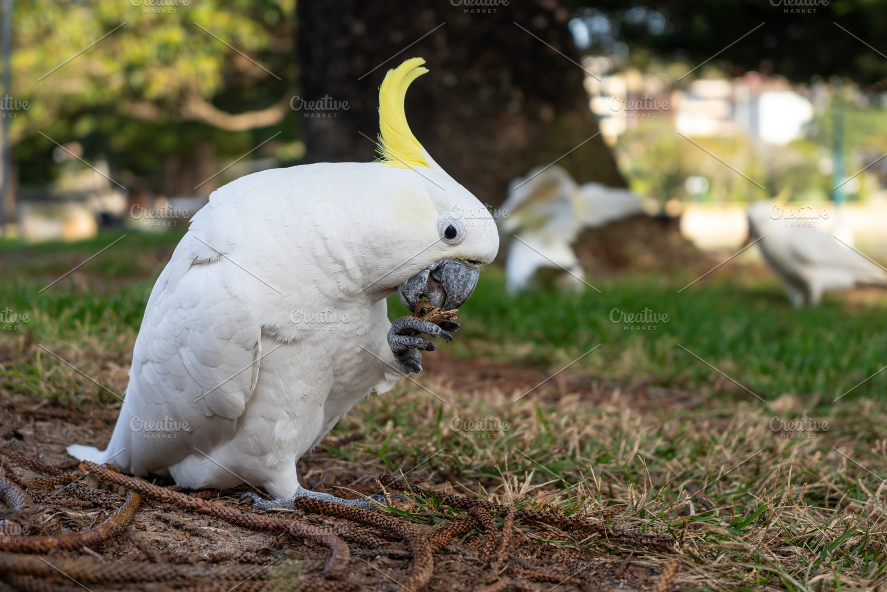 Sulphur-crested cockatoo foraging in a park in Manly, Sydney, Au, an Animal Photo by GoodGoods