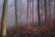 Landscapes Lightroom Presets Bundle, an Action Add-On by PhotoMarket (Thumbnail 38 of 51)