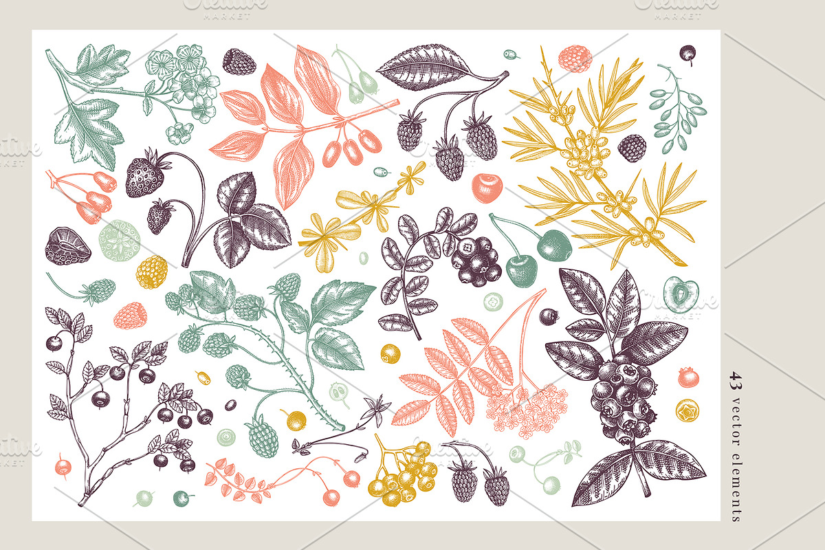Berry Sketches. Berries Design Set, a Food Illustration by Yevheniia (Photo 3 of 8)