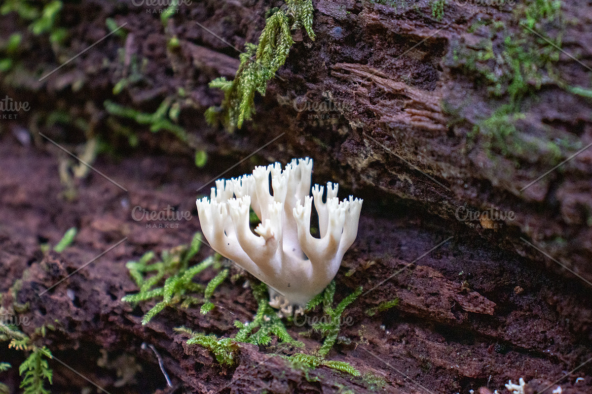 Mushrooms In The Forest Photography, a Nature Photo by Full Circle Design Studio (Photo 35 of 38)