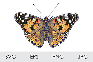 Painted Lady Butterfly