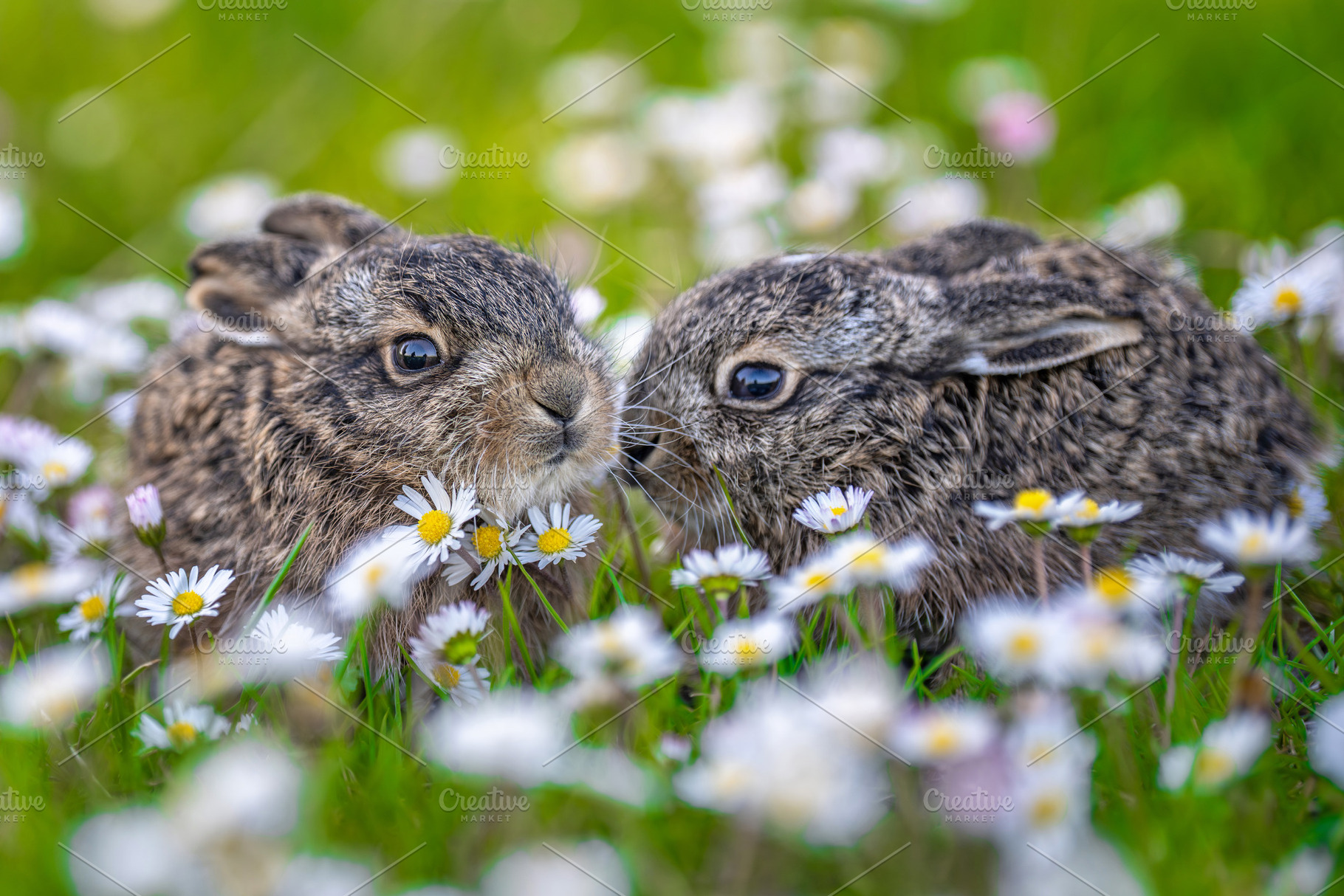Young leverets playing among spring daisy flowers, an Animal Photo by Byrdyak
