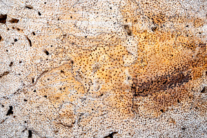 Detailed coconut wood texture with natural cracks and patterns, a Background Photo by GoodGoods