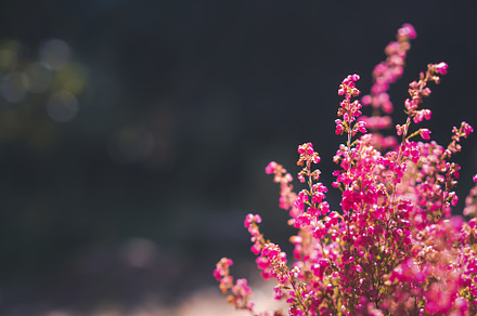 Pink bright heather, a Nature Photo by Olezzo