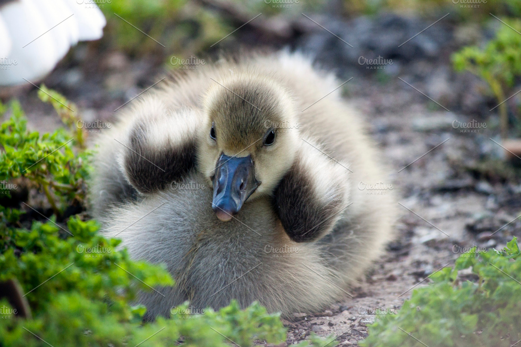 Baby duck containing animals, duck, and instant