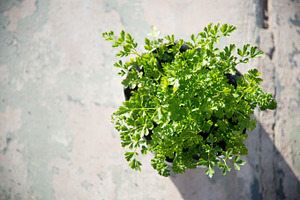 Italian parsley