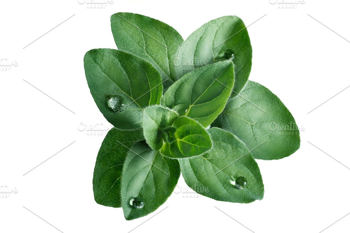 Oregano, an Object Graphic by Hortimages (Photo 2 of 2)