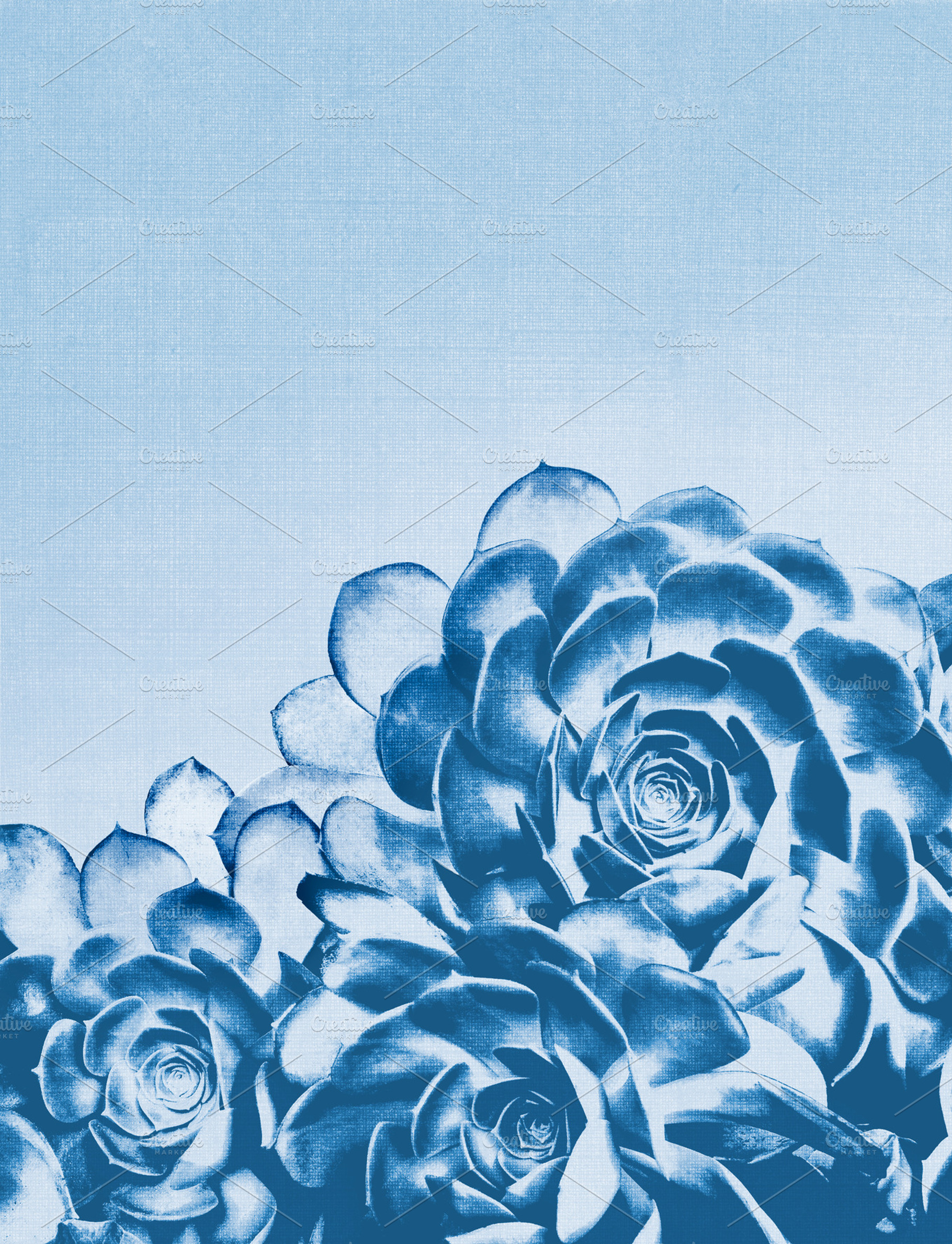 Blue Agave, a Nature Photo by David Schrader